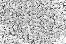 peanati Itulau Lanu Lolomi